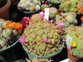 Rebutia pulvinosa ssp. perplexa 0.jpg