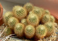 Acharagma roseanum ssp. roseanum 7.jpg