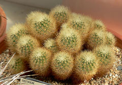 Acharagma roseanum ssp. roseanum 7.jpg