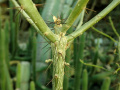 Leuenbergeria marcanoi 7082.jpg