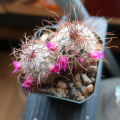 Mammillaria huitzilopochtli ssp. niduliformis 1.jpg