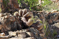 Copiapoa cinerea ssp. cinerea 0817.jpg