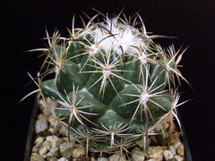 Coryphantha durangensis ssp. durangensis.JPG