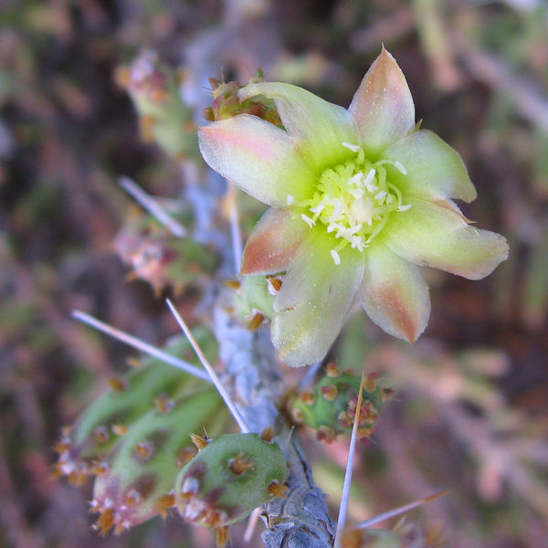 Файл:Cylindropuntia leptocaulis 3.jpg