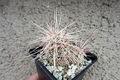Echinocereus viridiflorus ssp. cylindricus SB352.jpg