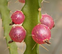 Lepismium ianthothele - wikipedia.jpg