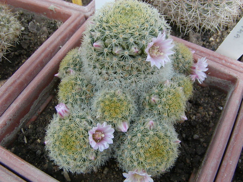 Файл:Mammillaria schiedeana ssp. giselae 2.jpg