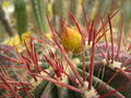 Ferocactus stainesii.jpg