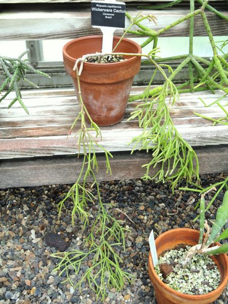 Файл:Rhipsalis teres forma capilliformis - DSC09763.JPG