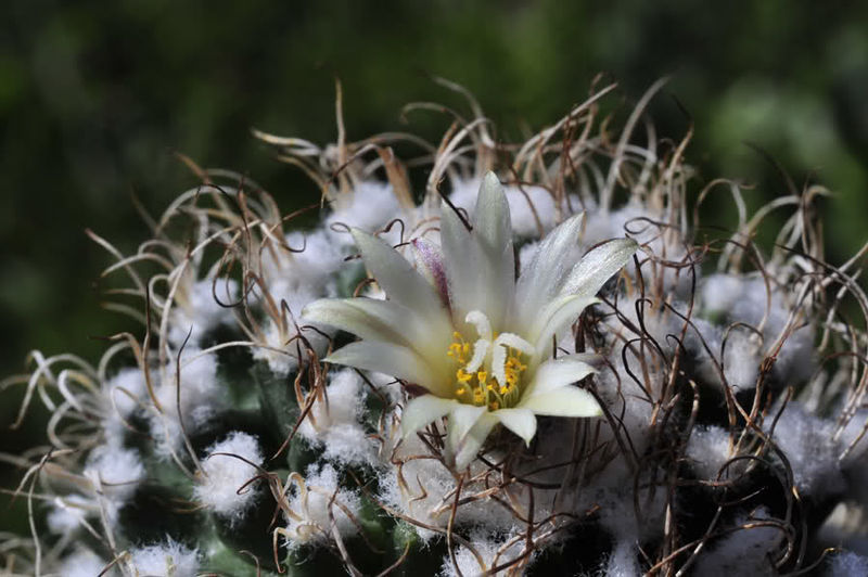 Файл:Turbinicarpus pseudomacrochele ssp. lausseri 1.jpg