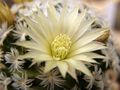Mammillaria duwei 3.jpg