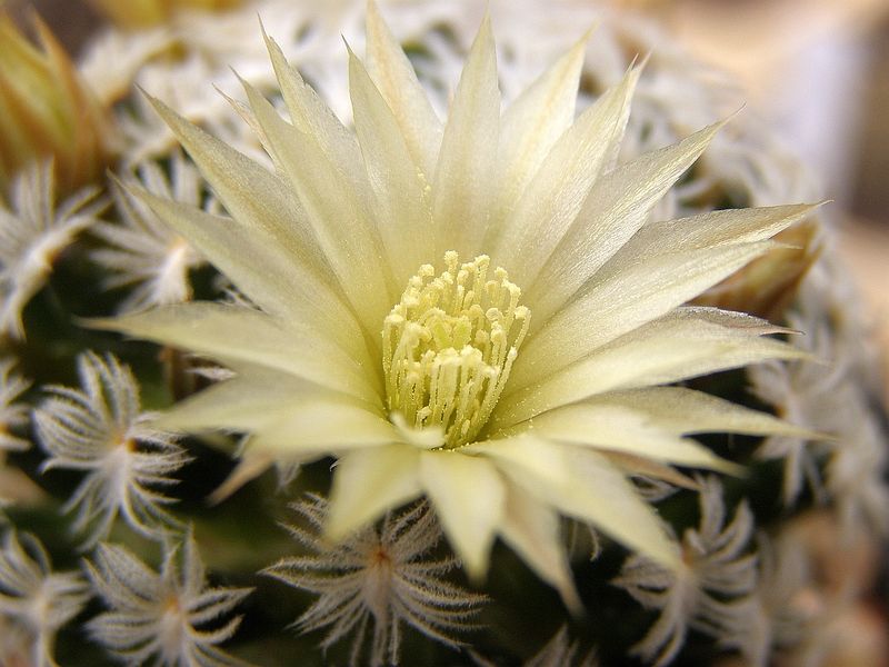 Файл:Mammillaria duwei 3.jpg