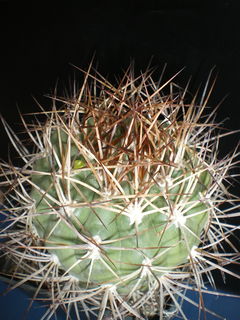 Rebutia fidana 3.jpg