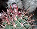 Ferocactus latispinus ssp. spiralis 2.jpg