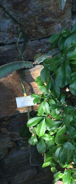 Файл:Hylocereus minutiflorus 1.jpeg