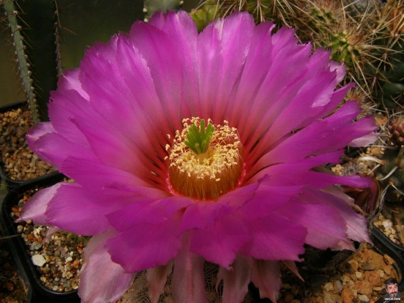 Файл:Echinocereus reichenbachii ssp. reichenbachii var. albispinus3.jpg
