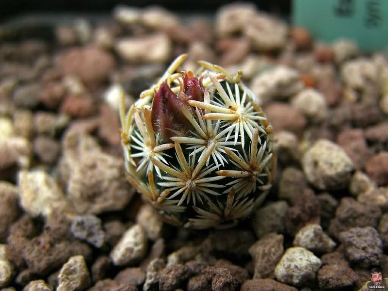 Файл:Escobaria minima.jpg