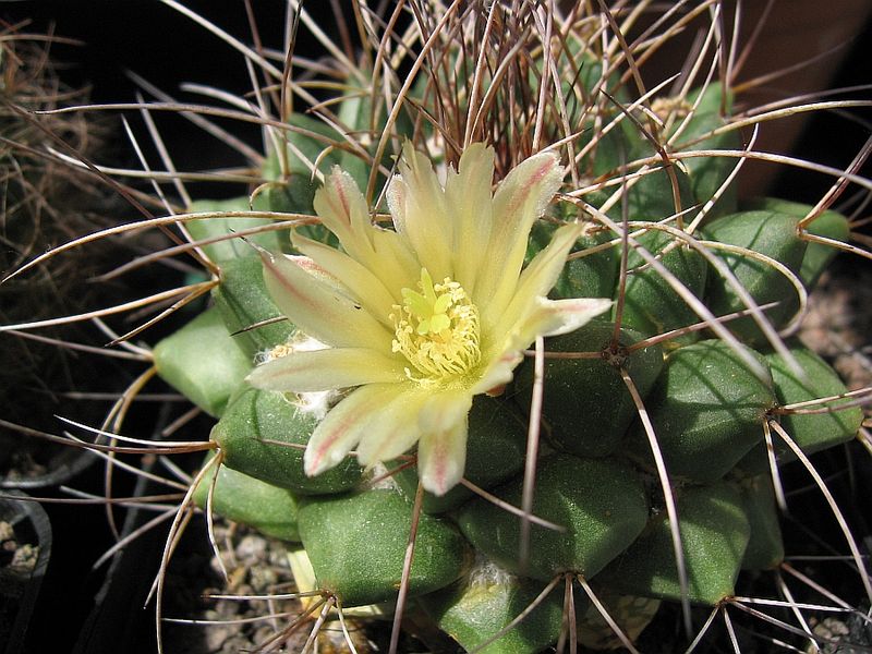 Файл:Mammillaria winterae 0.jpg