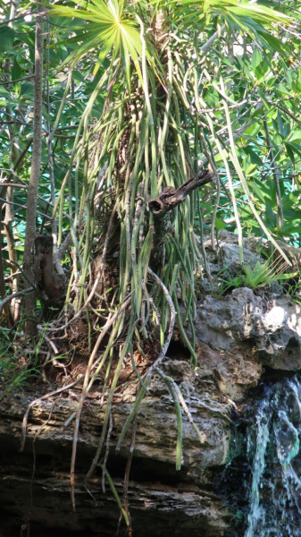 Файл:Selenicereus grandiflorus ssp. donkelaarii 07.JPG