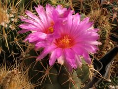 Thelocactus bicolor ssp. heterochromus 2.jpg