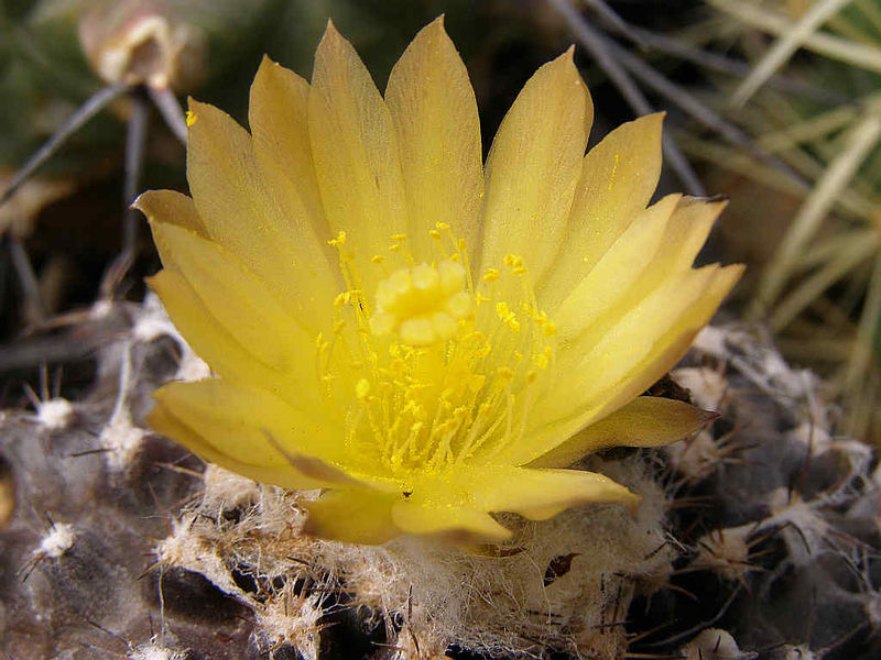 Файл:Copiapoa humilis ssp. tenuissima 4.jpg
