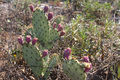 Opuntia littoralis (Fruit) h.jpg