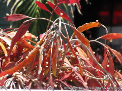 Pseudorhipsalis ramulosa 21065.jpg