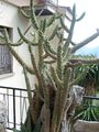 Austrocylindropuntia cylindrica 2008 PD 1.JPG