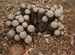 Copiapoa cinerea ssp. cinerea habitat.jpg
