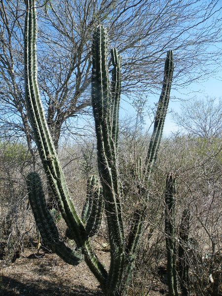 Файл:Stenocereus pruinosus 3.jpg