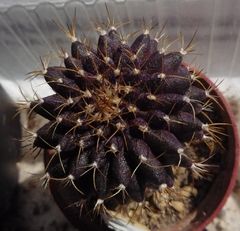 Uebelmannia buiningii 1 - el pistolero.JPG