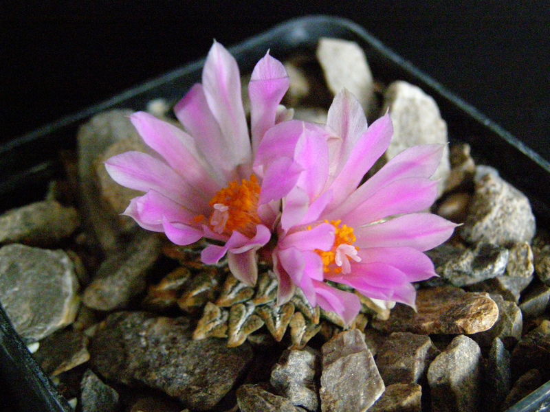 Файл:Ariocarpus kotschoubeyanus var. macdowellii N2.JPG