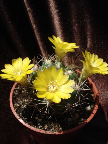 Файл:Rebutia neocumingii ssp. lanata 2.jpg