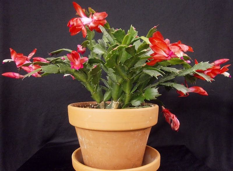 Файл:Schlumbergera caribbean dancer 7.jpg
