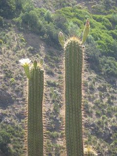 Echinopsis chiloensis ssp. chiloensis 1.jpg