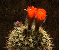 Echinopsis formosa ssp. bruchii 6.jpg