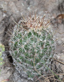 Coryphantha clavata ssp. stipitata 2.jpeg