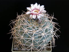 Gymnocalycium spegazzinii ssp. cardenasianum 4.jpg