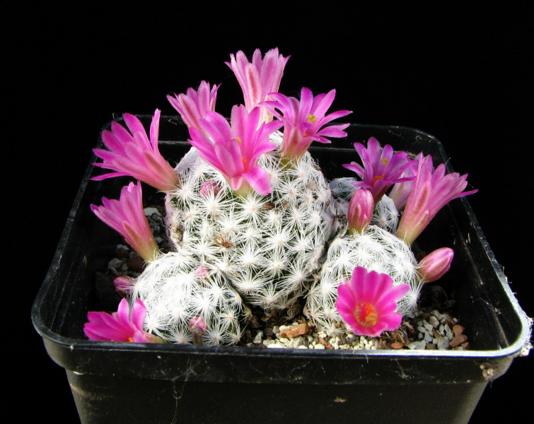 Файл:Mammillaria humboldtii 5.jpg