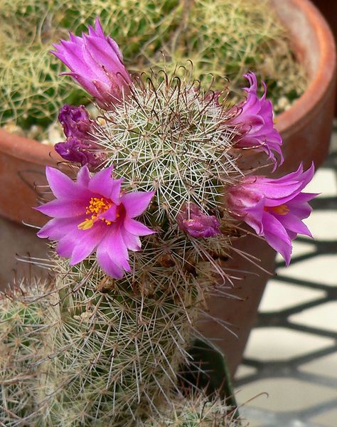 Файл:Mammillaria mazatlanensis 2.jpg