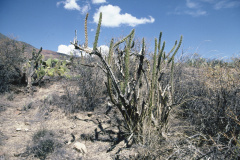 Corryocactus ayacuchoensis 1.jpg