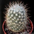 Escobaria sneedii var. villardii 13495.jpg