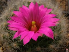 Mammillaria guelzowiana.jpg