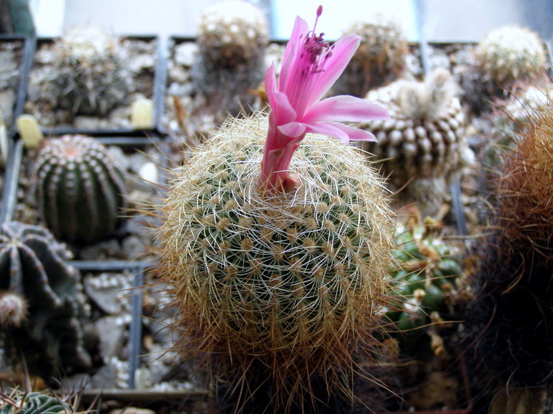 Файл:Matucana myriacantha var. roseoalba LAU 173 2.JPG