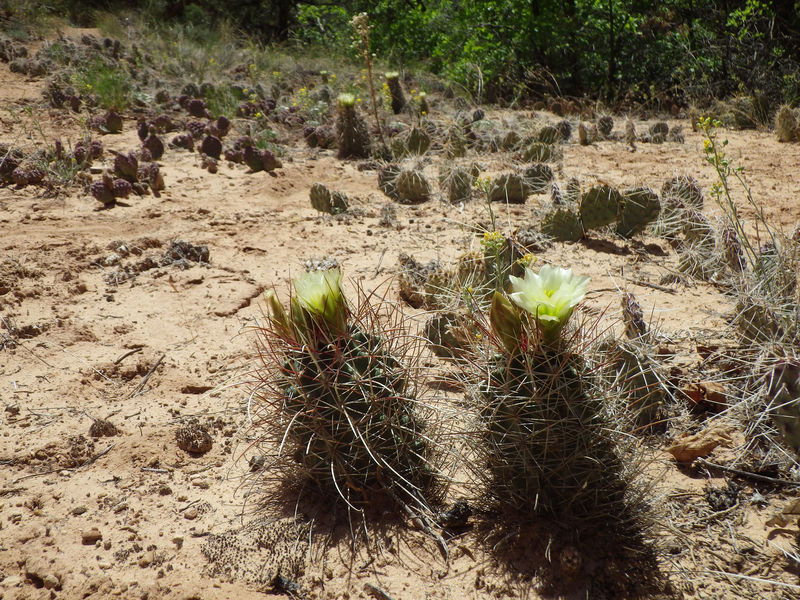 Файл:Sclerocactus whipplei ssp. whipplei 1h.jpg