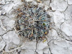 Coryphantha difficilis 1.jpg