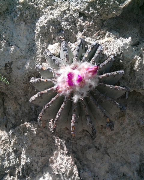 Файл:Geohintonia mexicana 51.jpg