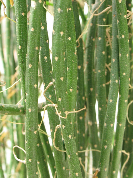 Файл:Lepismium lumbricoides 01.jpg