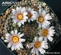 Mammillaria weingartiana 2.jpg