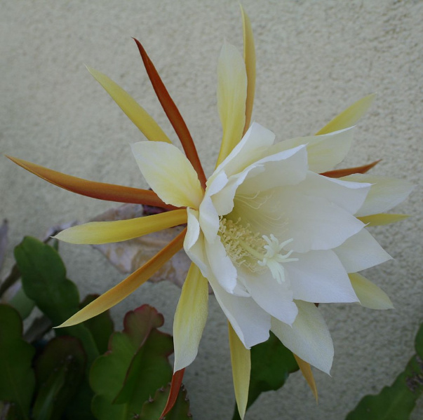 Файл:Epiphyllum crenatum ssp. kimnachii.jpeg